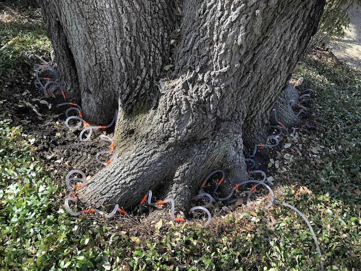 Detailed Shrub and Hedge Trimming job site in Premont